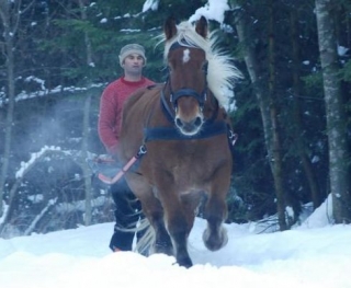 Dans la neige avec skis et chevaux de montagne